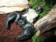 Młode skorpiony